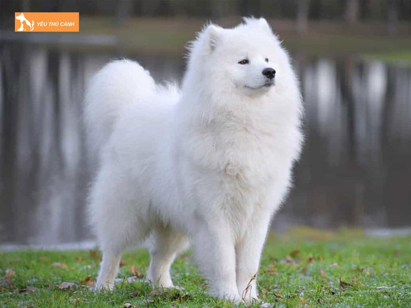 Cach-nuoi-cho-samoyed-khoe-dep-1-thucanh