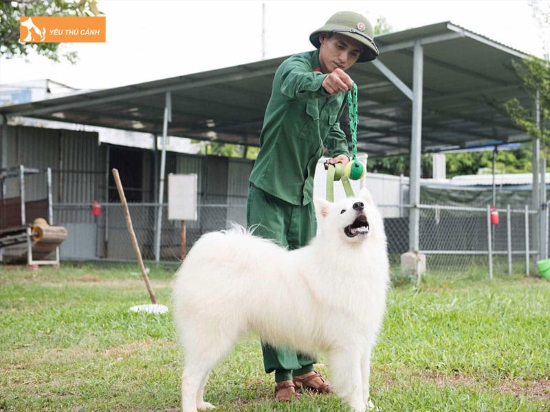 Cach-nuoi-cho-samoyed-khoe-dep-2-thucanh