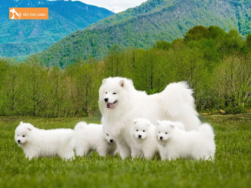 Cach-nuoi-cho-samoyed-khoe-dep-thucanh