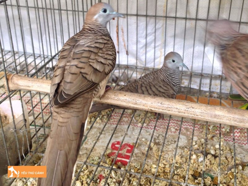 Cach-nuoi-cu-van-hieu-qua-1-thucanh