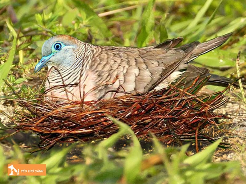 Cach-nuoi-cu-van-hieu-qua-2-thucanh