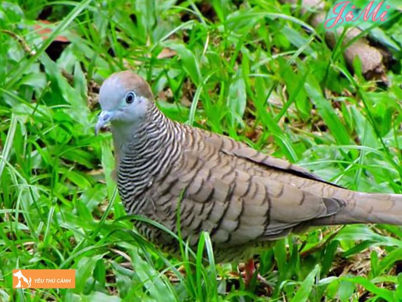 Cach-nuoi-cu-van-hieu-qua-thucanh