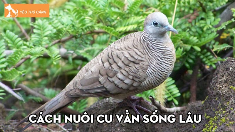 Cach-nuoi-cu-van-song-lau-khoe-manh-ai-cung-nen-thu-thucanh