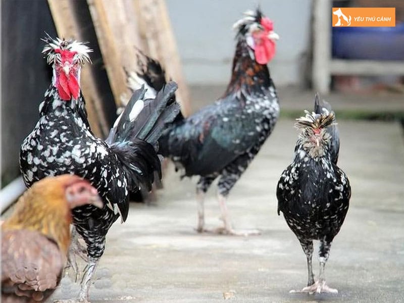 Cach-nuoi-ga-quy-phi-hieu-qua-1-thucanh