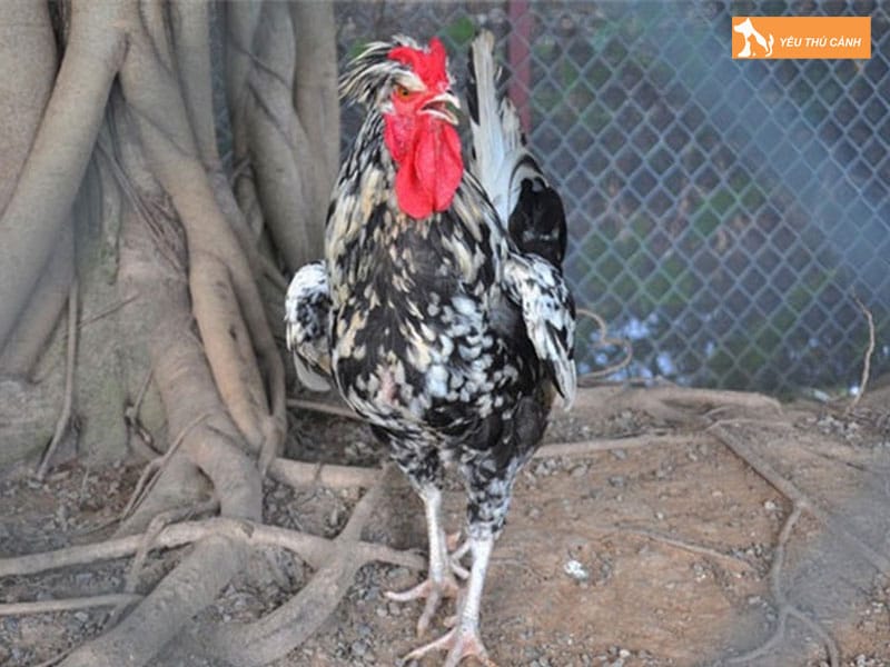 Cach-nuoi-ga-quy-phi-hieu-qua-2-thucanh