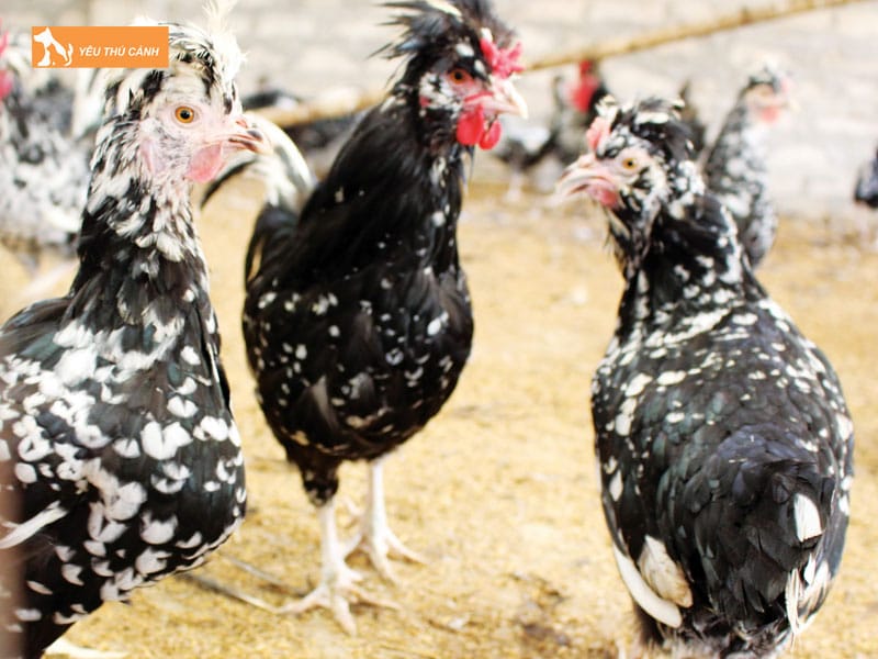 Cach-nuoi-ga-quy-phi-hieu-qua-thucanh