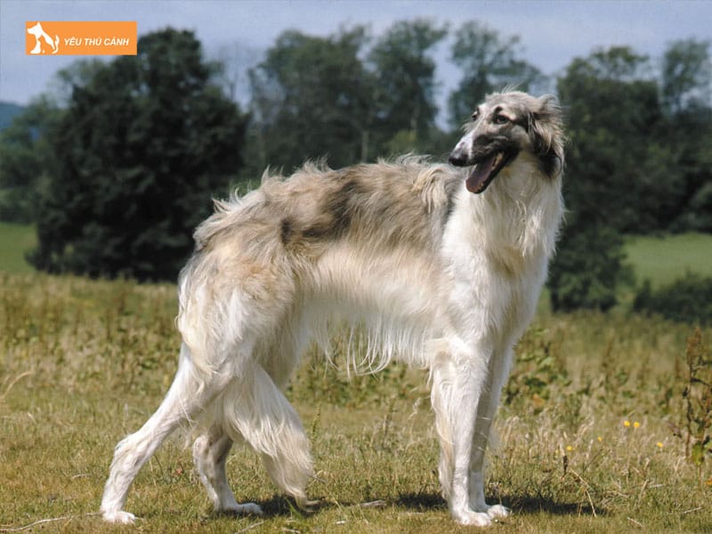 Cach-nuoi-loai-cho-borzoi-1-thucanh