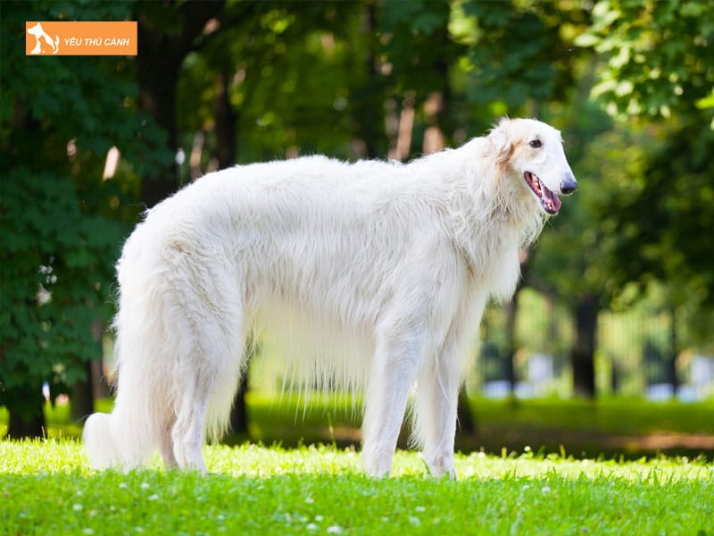 Cach-nuoi-loai-cho-borzoi-2-thucanh