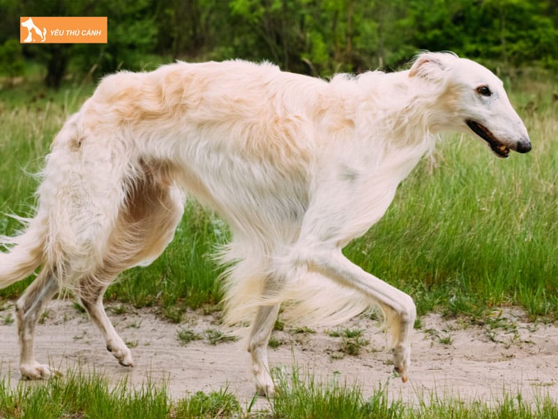 Cach-nuoi-loai-cho-borzoi-thucanh