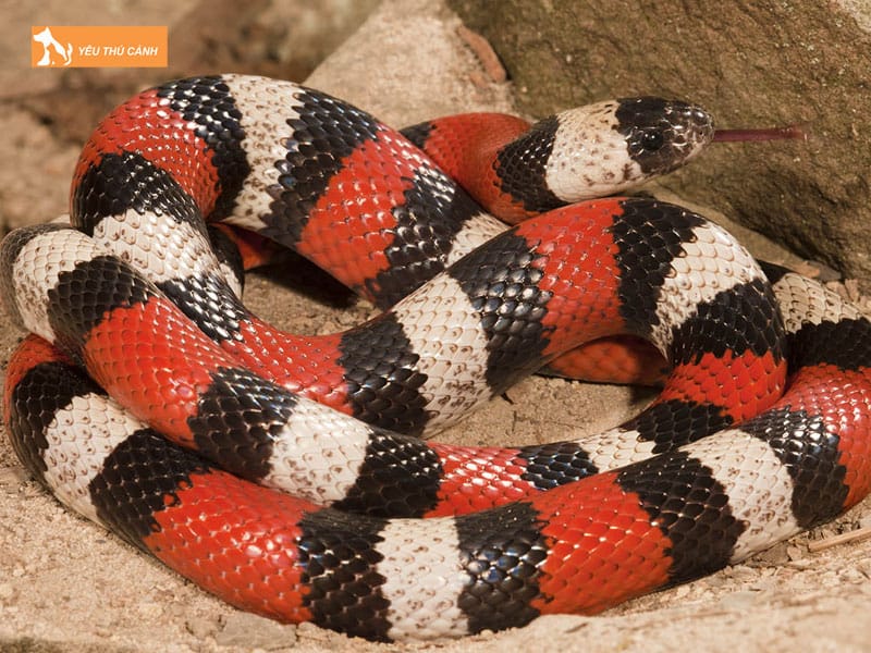 Cach-nuoi-ran-sua-chuan-chinh-1-thucanh