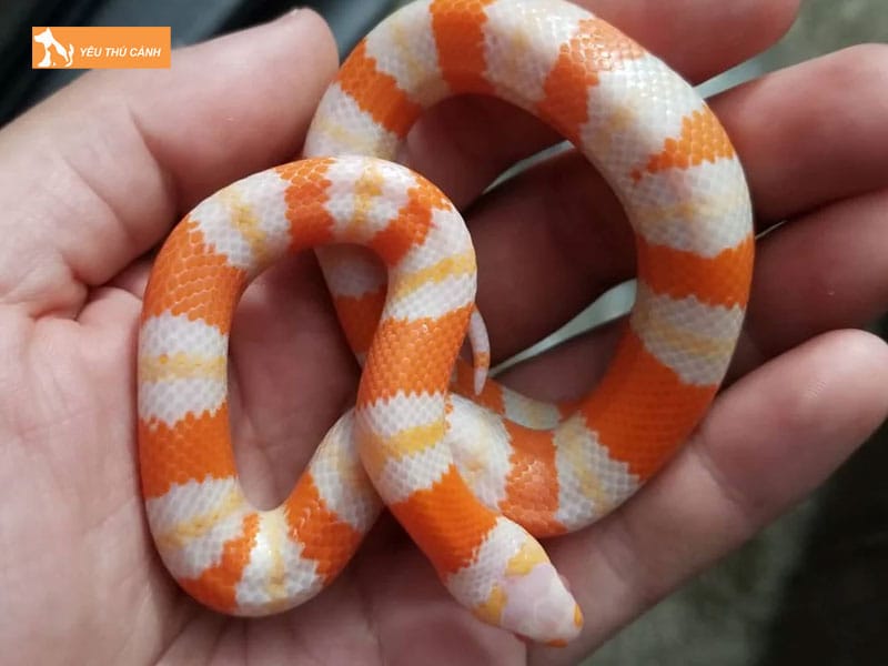 Cach-nuoi-ran-sua-chuan-chinh-2-thucanh