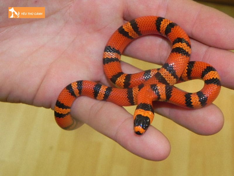 Cach-nuoi-ran-sua-chuan-chinh-3-thucanh