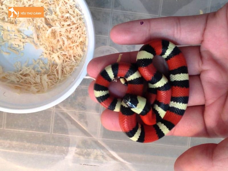 Cach-nuoi-ran-sua-chuan-chinh-thucanh