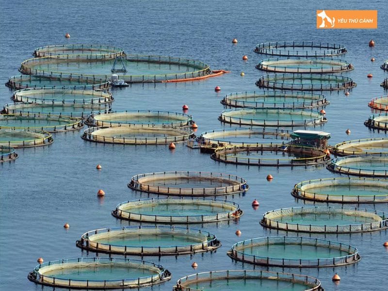 Cach-nuoi-tu-hai-nang-suat-cao-1-thucanh