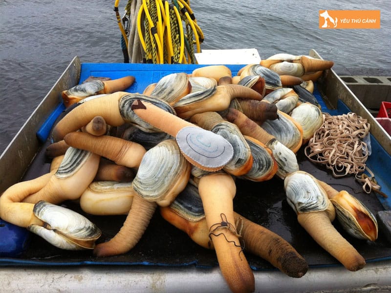 Cach-nuoi-tu-hai-nang-suat-cao-thucanh