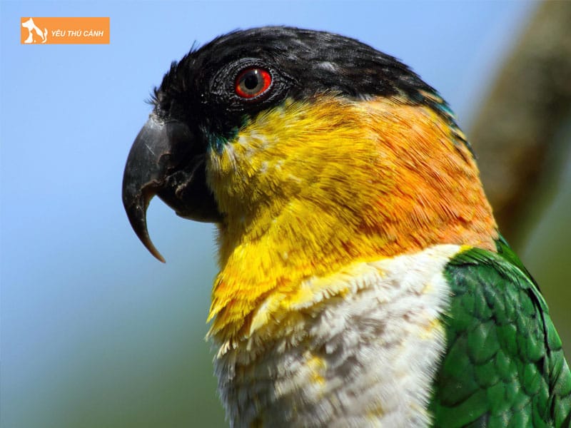 Cach-nuoi-vet-caique-thong-minh-1-thucanh