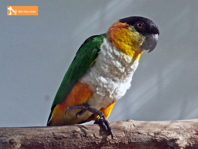 Cach-nuoi-vet-caique-thong-minh-2-thucanh