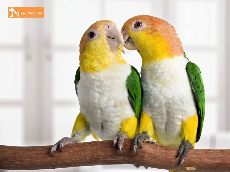 Cach-nuoi-vet-caique-thong-minh-thucanh