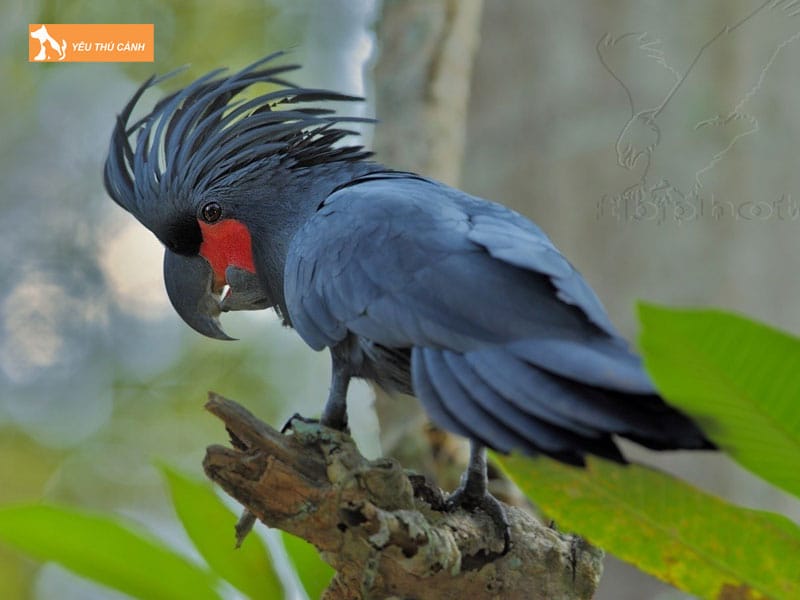 Cach-nuoi-vet-cockatoo-khoe-manh-1-thucanh