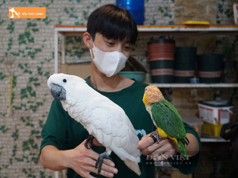 Cach-nuoi-vet-cockatoo-khoe-manh-3-thucanh