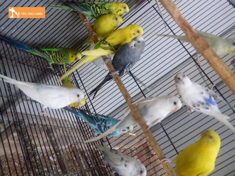 Cach-nuoi-vet-hong-kong-hieu-qua-2-thucanh