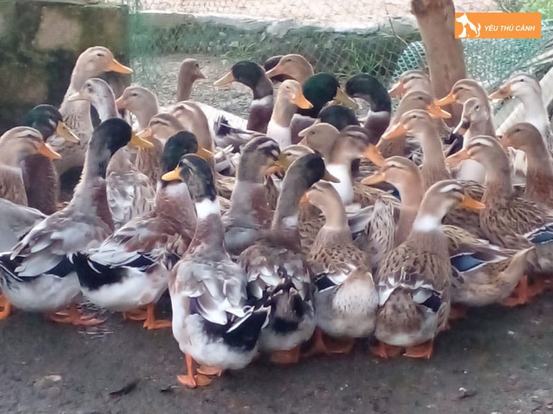 Cach-nuoi-vit-bau-nang-suat-cao-1-thucanh