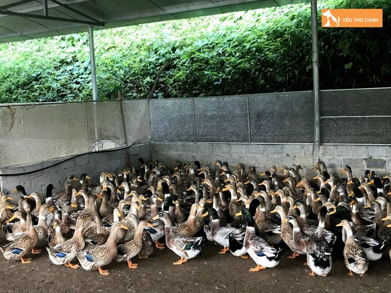 Cach-nuoi-vit-bau-nang-suat-cao-2-thucanh