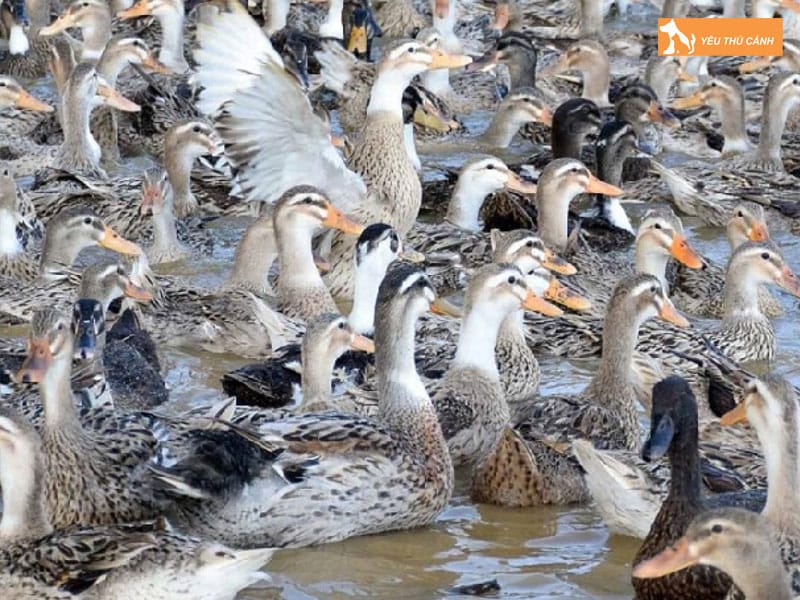 Cach-nuoi-vit-bau-nang-suat-cao-3-thucanh