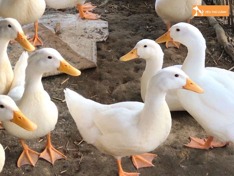 Cach-nuoi-vit-bau-nang-suat-cao-thucanh