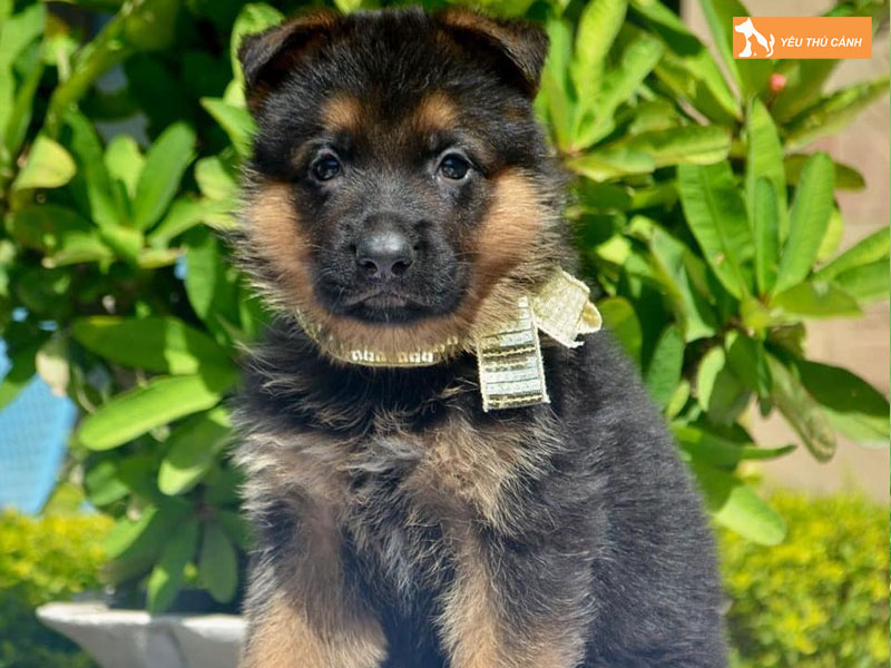 Che-do-dinh-duong-khi-nuoi-cho-becgie-con-thucanh