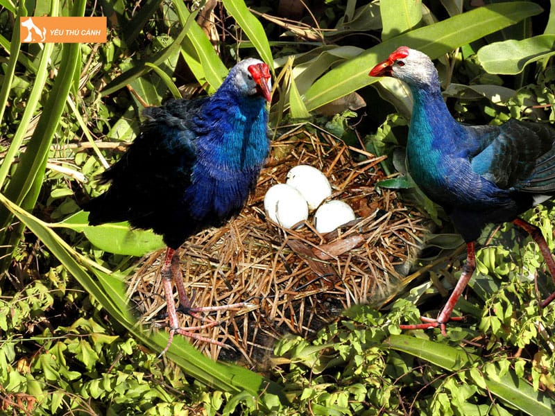 Chim-trich-co-la-chim-gi-thucanh