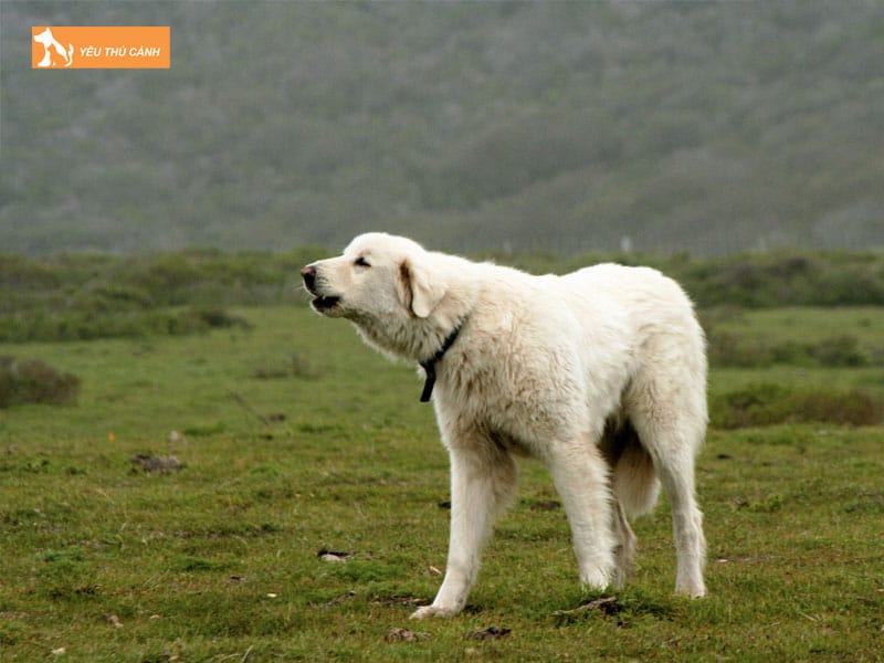 Cho-akbash-la-giong-cho-gi-thucanh