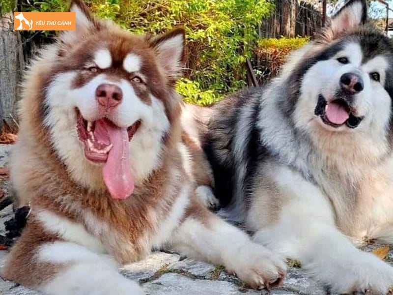 Cho-alaska-khong-lo-la-gi-thucanh