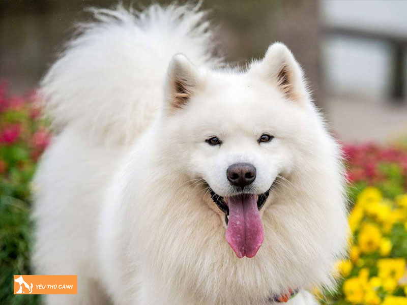 Cho-alaska-trang-la-giong-cho-gi-thucanh