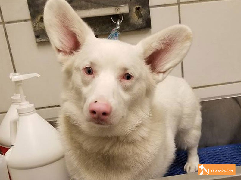 Cho-bach-tang-co-dac-diem-gi-thucanh