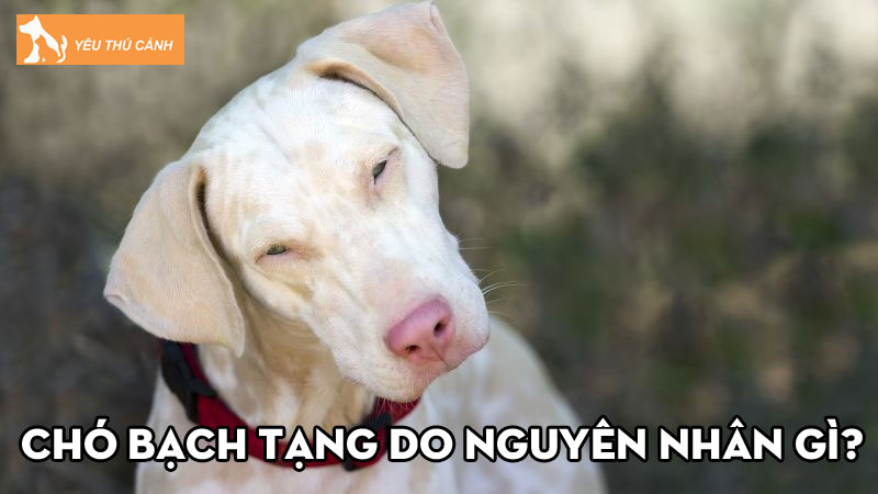 Chó bạch tạng do nguyên nhân gì? Chăm sóc sức khỏe như thế nào?