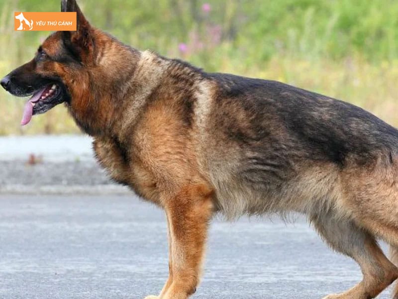 Cho-becgie-nga-la-gi-thucanh