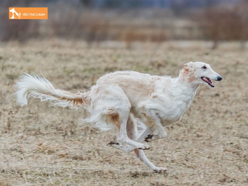 Cho-borzoi-la-gi-thucanh
