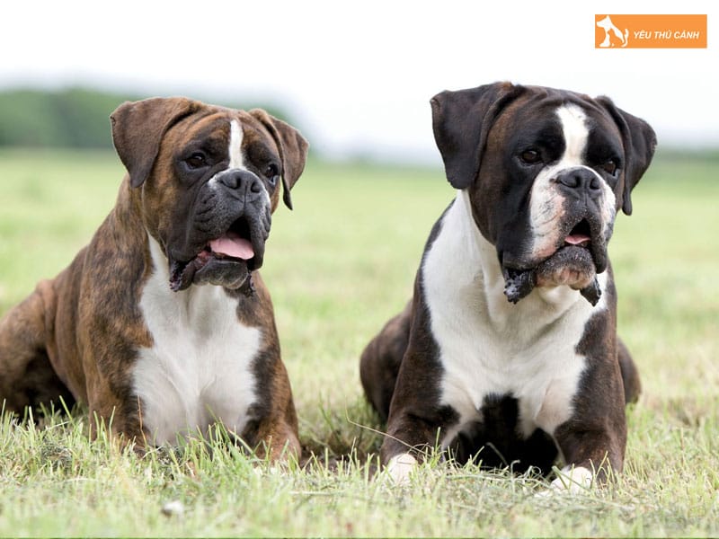 Cho-boxer-la-giong-cho-gi-thucanh