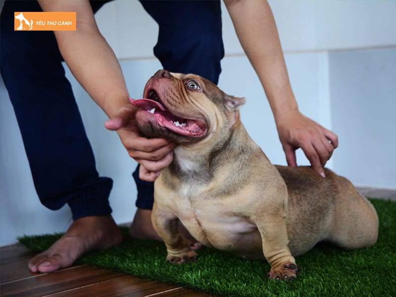 Cho-bully-exotic-la-gi-thucanh