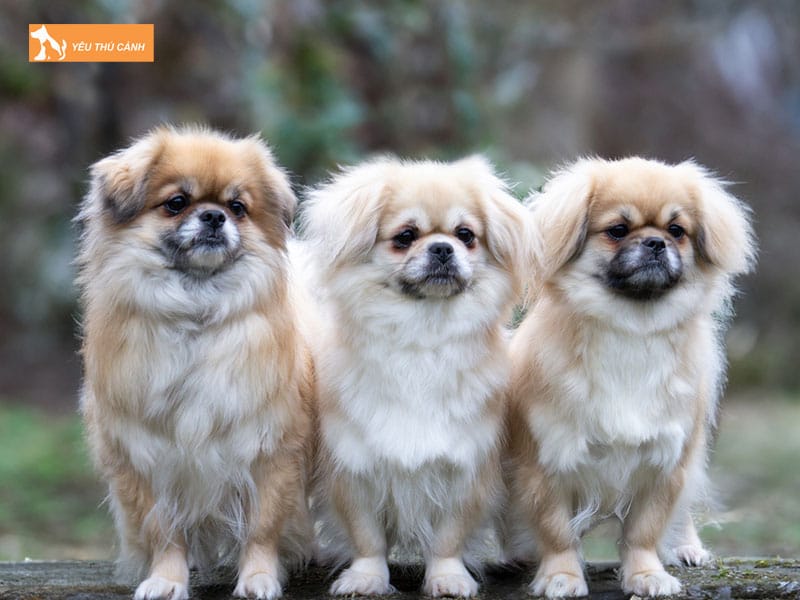 Cho-canh-tay-tang-la-giong-cho-gi-thucanh