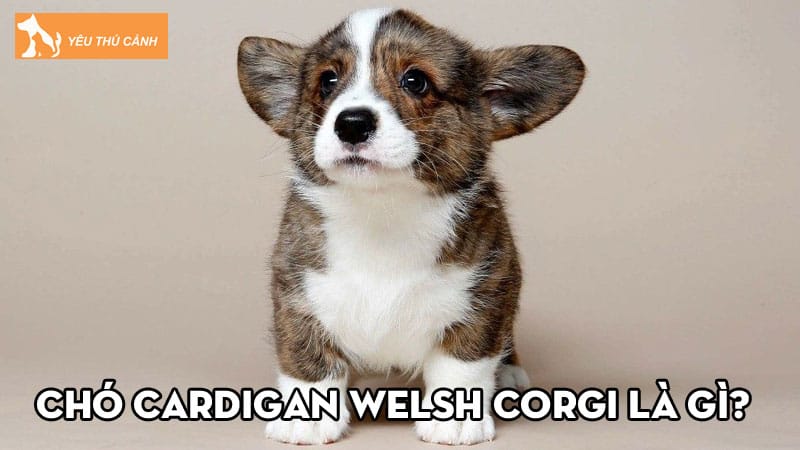 Cho-cardigan-welsh-corgi-la-gi-cach-cham-soc-co-de-khong-thucanh