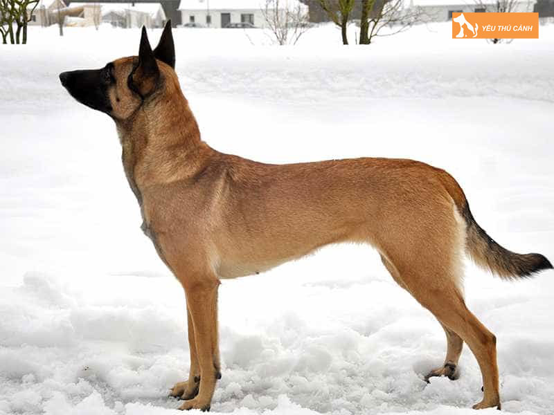 Cho-chan-cuu-bi-thucanh