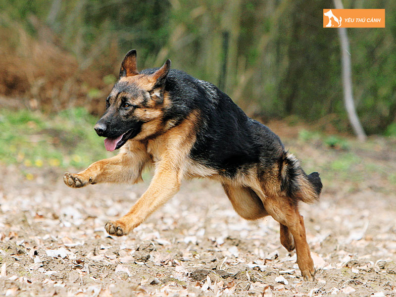 Cho-chan-cuu-duc-becgie-thucanh