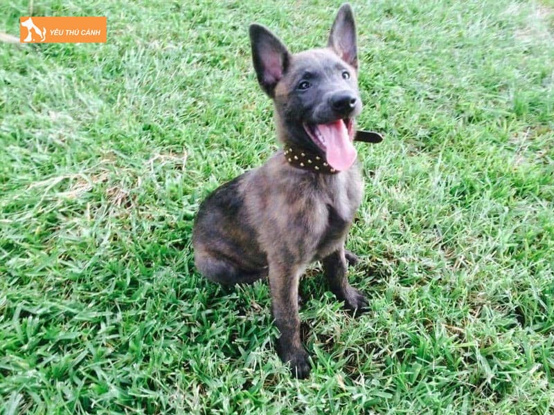 Cho-chan-cuu-ha-lan-la-gi-thucanh