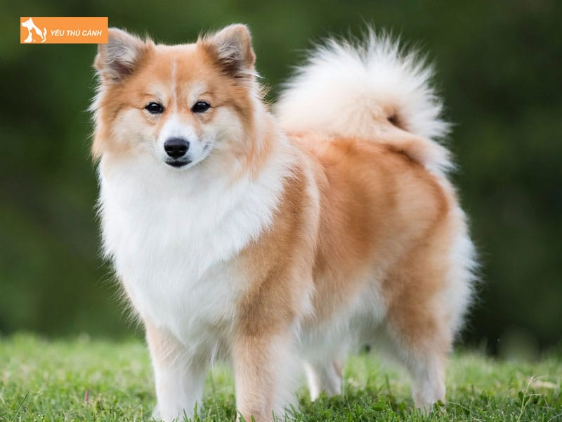 Cho-chan-cuu-iceland-la-giong-cho-gi-thucanh