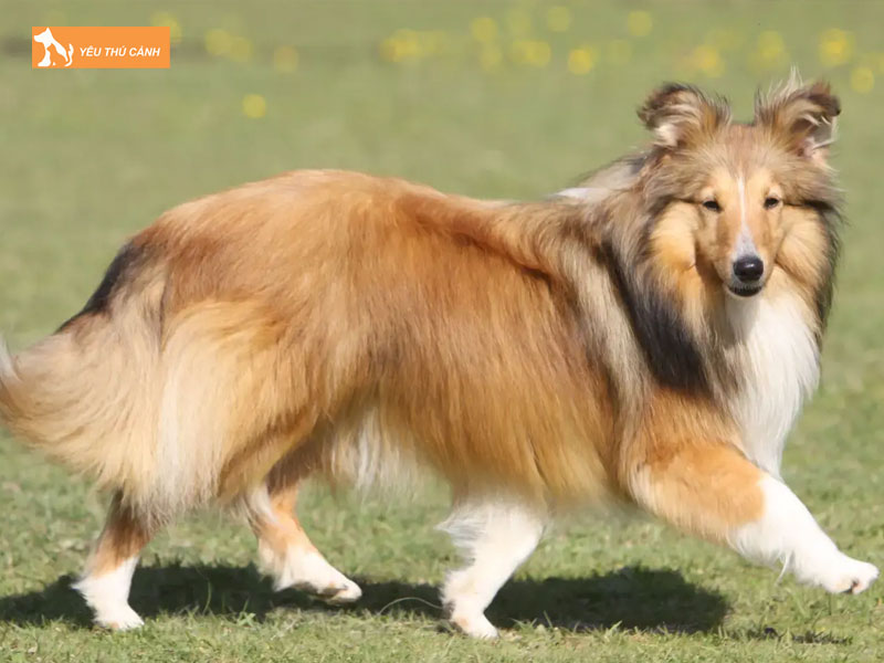 Cho-chan-cuu-la-gi-thucanh