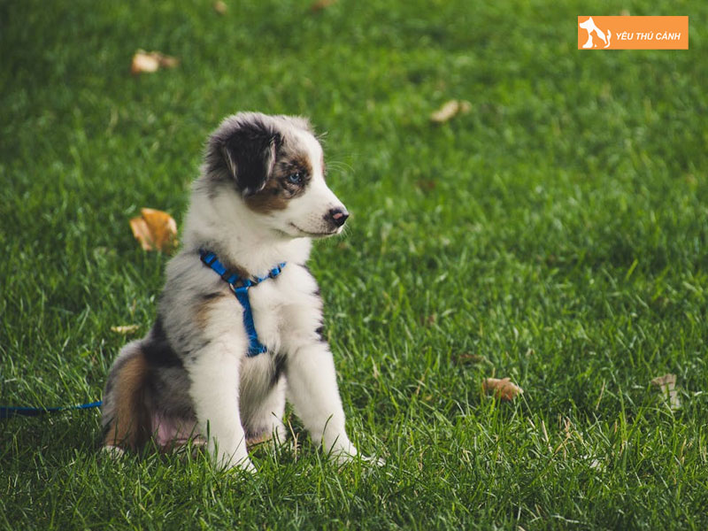 Cho-chan-cuu-uc-australian-shepherd-hay-aussie-thucanh