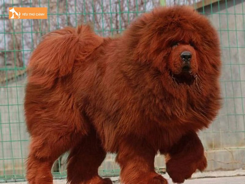 Cho-ngao-tay-tang-la-giong-cho-gi-thucanh