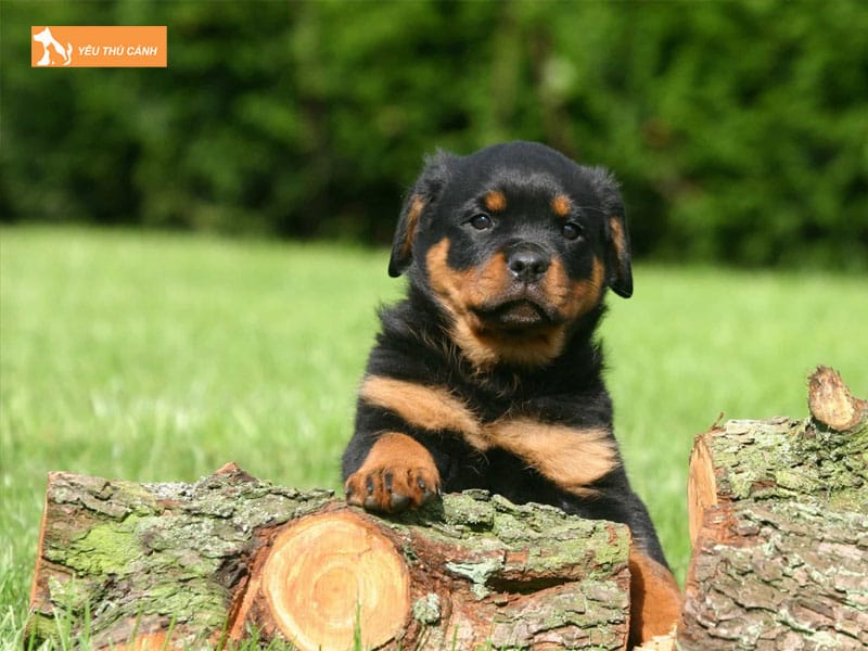 Cho-rottweiler-la-giong-cho-gi-thucanh